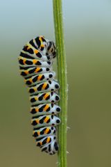 caterpillar of a swallowtail