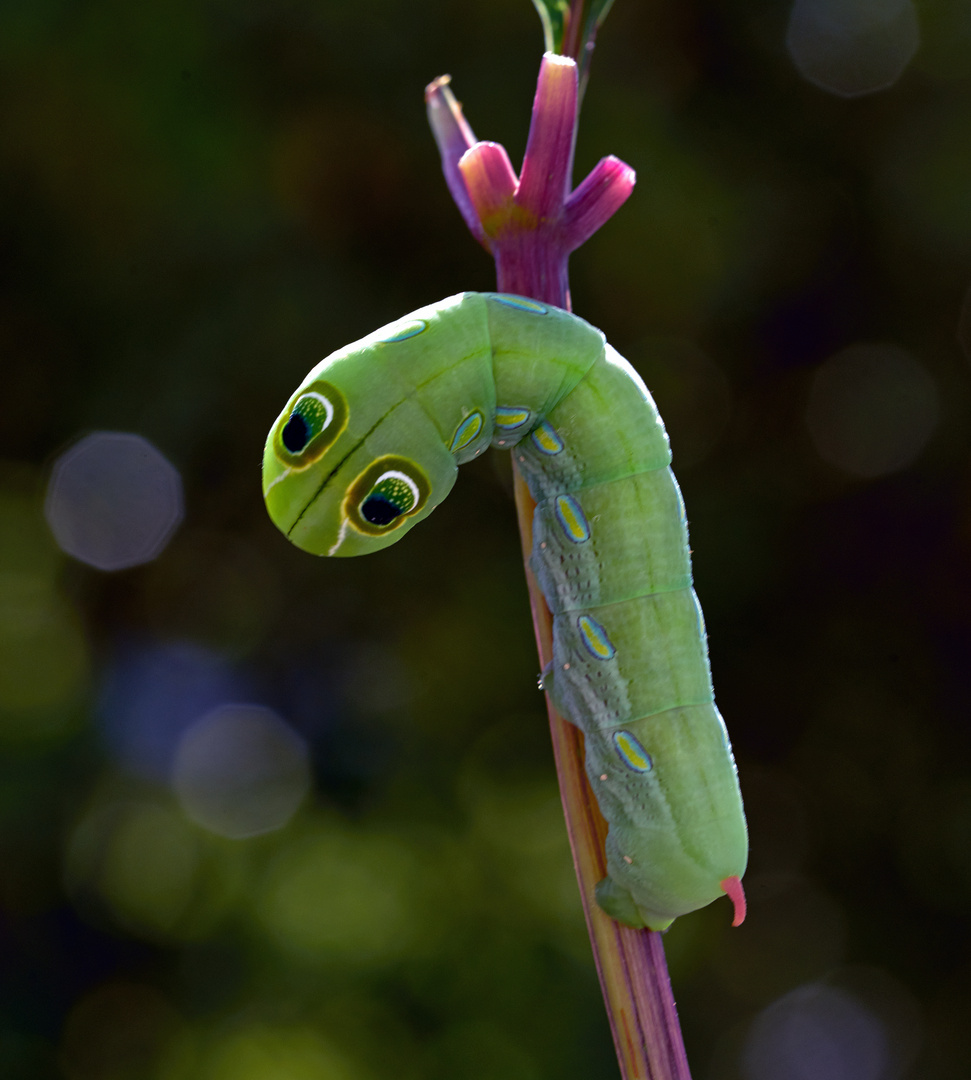 Caterpillar of hawkmoth Pergesa acteus 