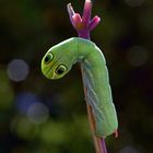 Caterpillar of hawkmoth Pergesa acteus 