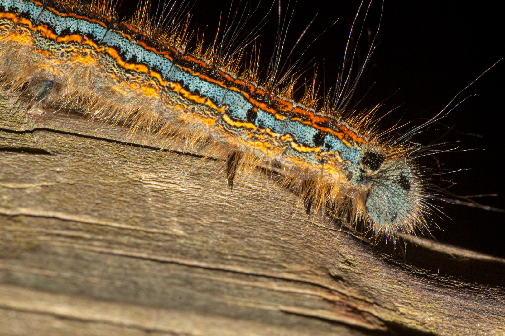 Caterpillar Of Malacosoma neustria