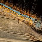 Caterpillar Of Malacosoma neustria