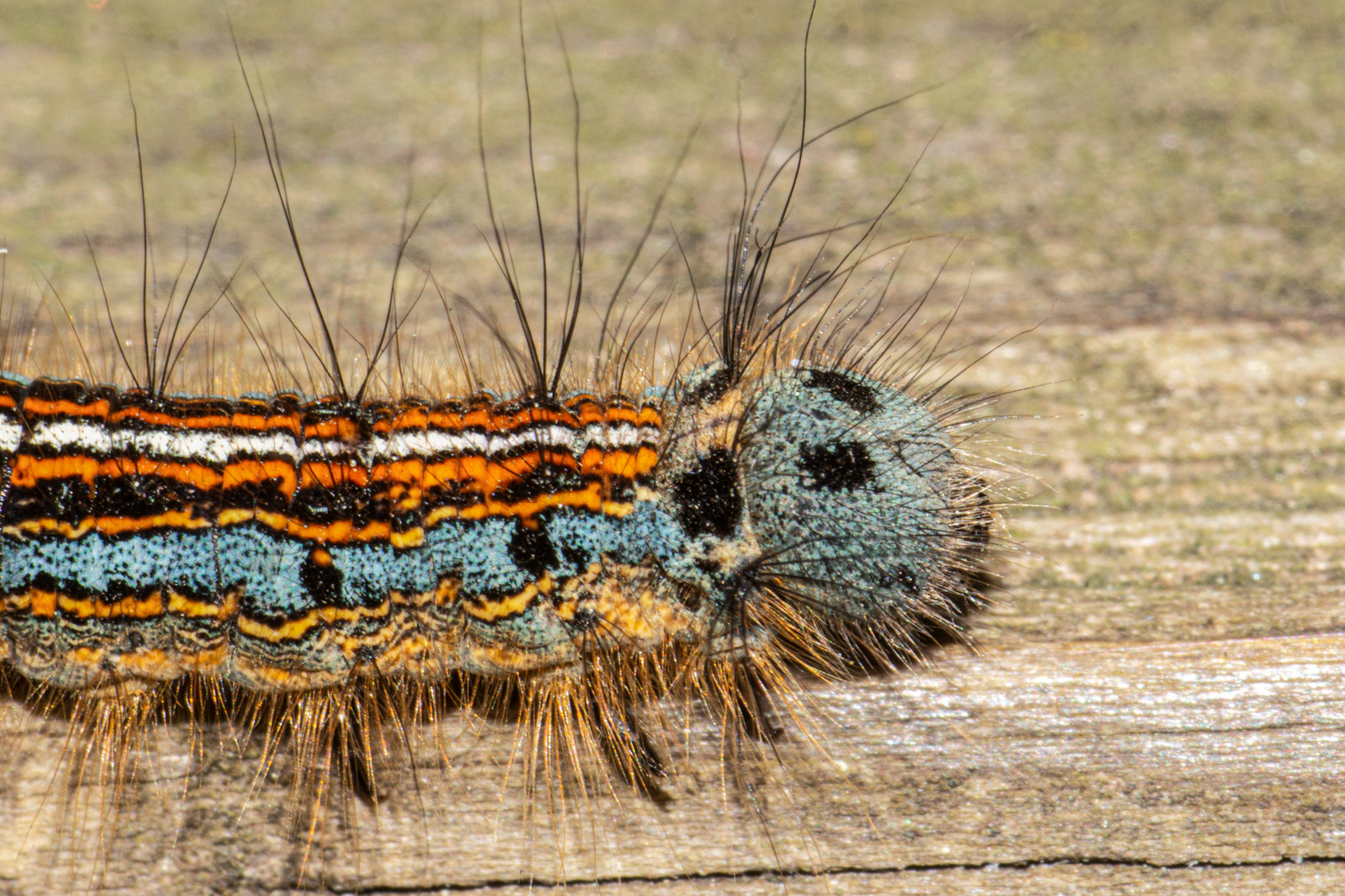 Caterpillar Of Malacosoma neustria