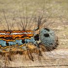Caterpillar Of Malacosoma neustria
