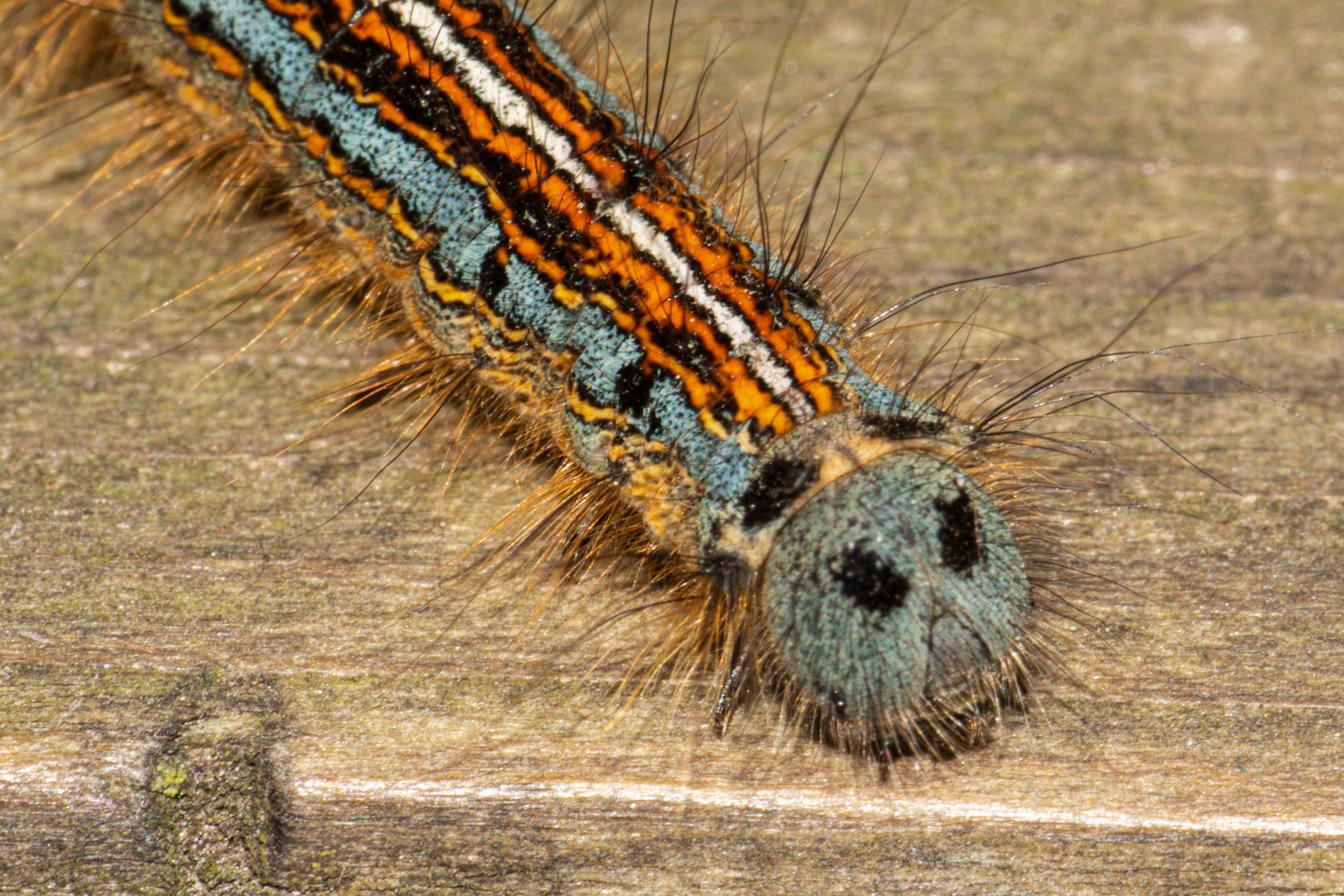 Caterpillar Of Malacosoma neustria