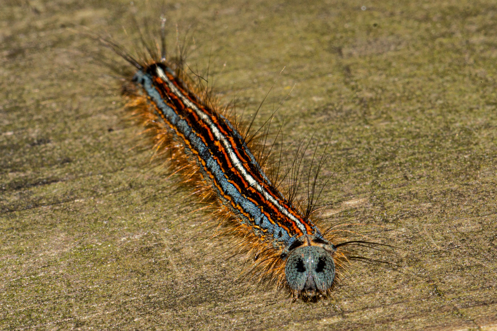 Caterpillar Of Malacosoma neustria