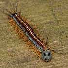 Caterpillar Of Malacosoma neustria