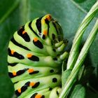 caterpillar of swallowtail