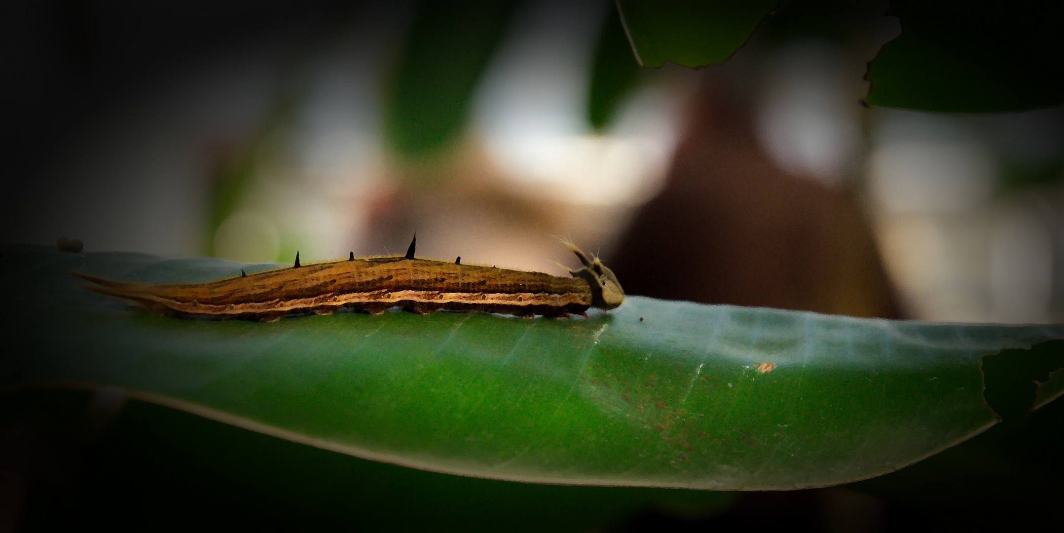 Caterpillar on its way