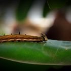 Caterpillar on its way