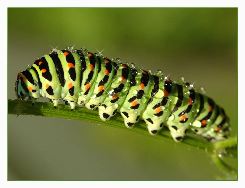 Caterpillar Papilio Machaon