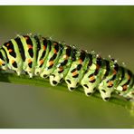 Caterpillar Papilio Machaon