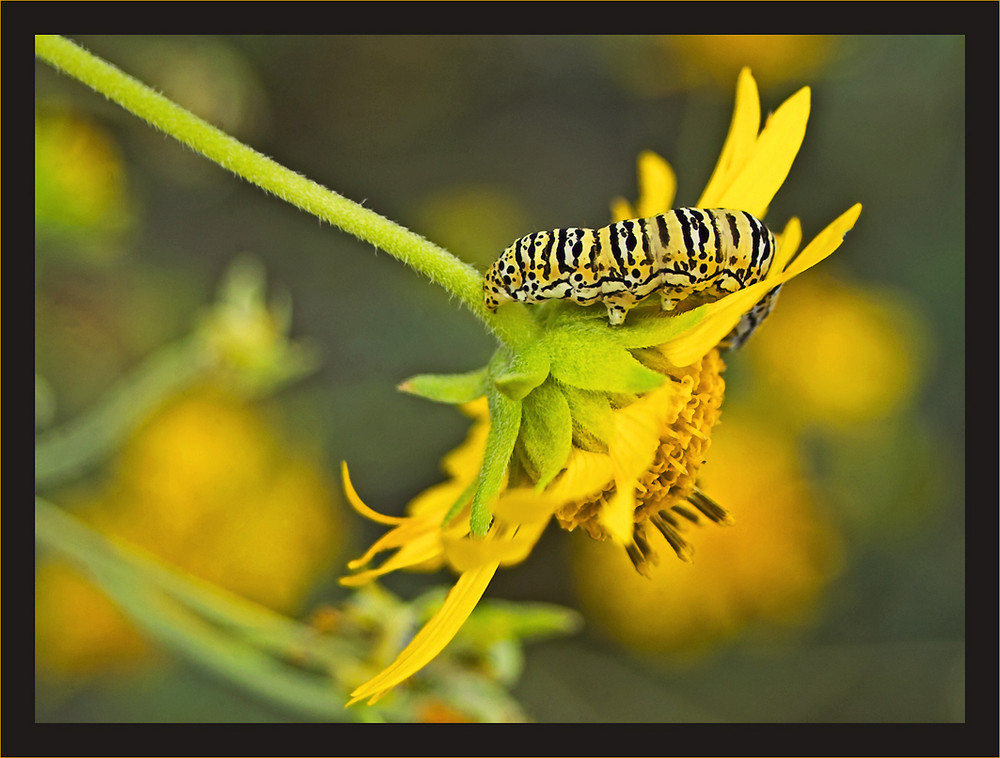 Caterpillar (Raupe) II