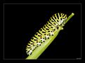 Caterpillar Swallowtail von peku 