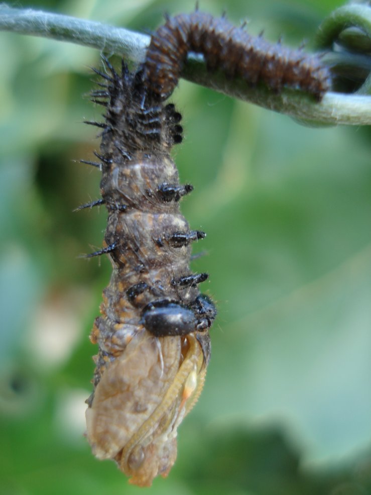 caterpillar/chrysalis