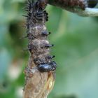 caterpillar/chrysalis