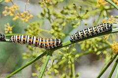 Caterpillars / Chenilles / Raupen / Samos, Greece, 2010