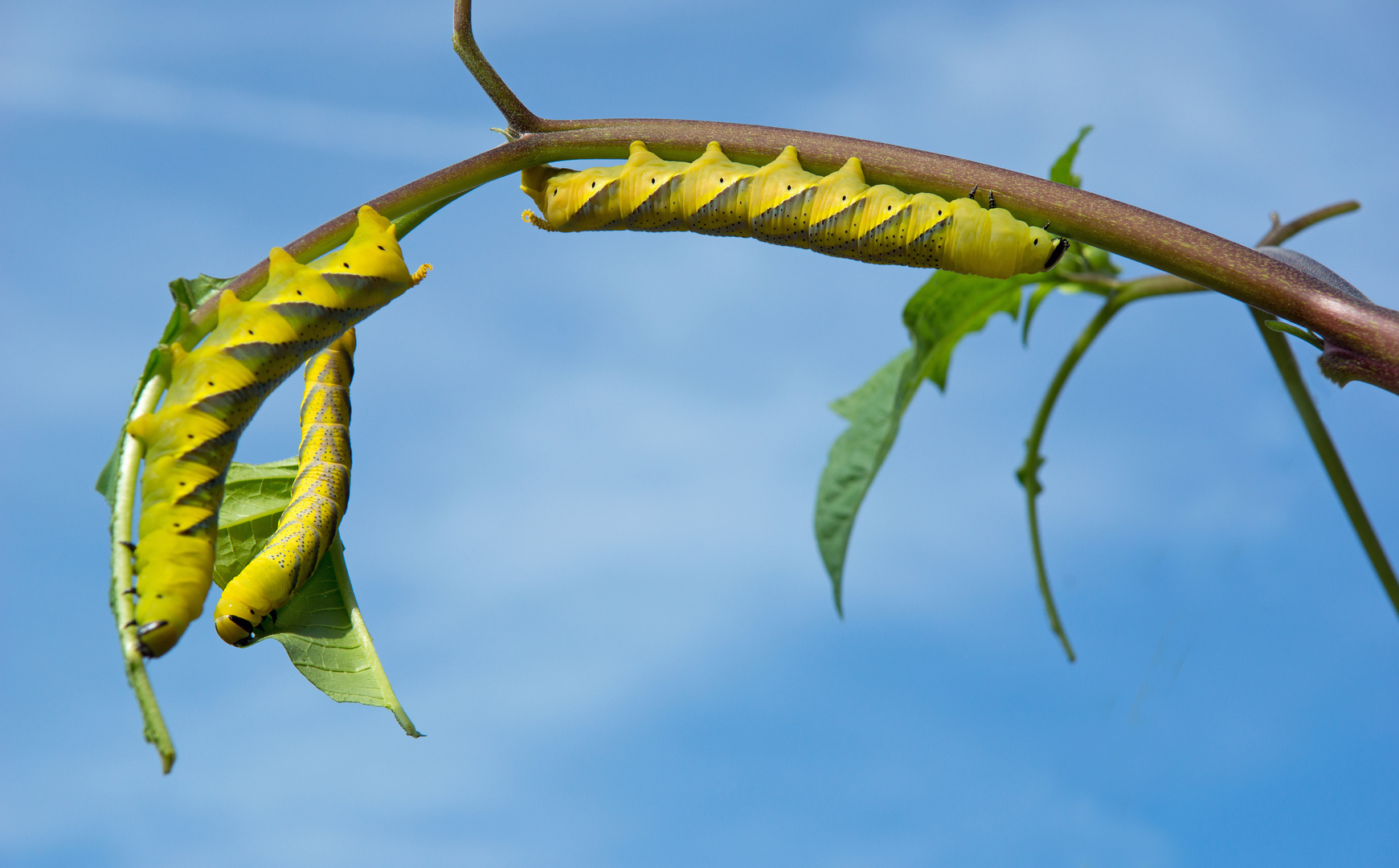 Caterpillars of the Death'shead -hawkmoth