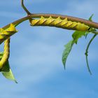Caterpillars of the Death'shead -hawkmoth
