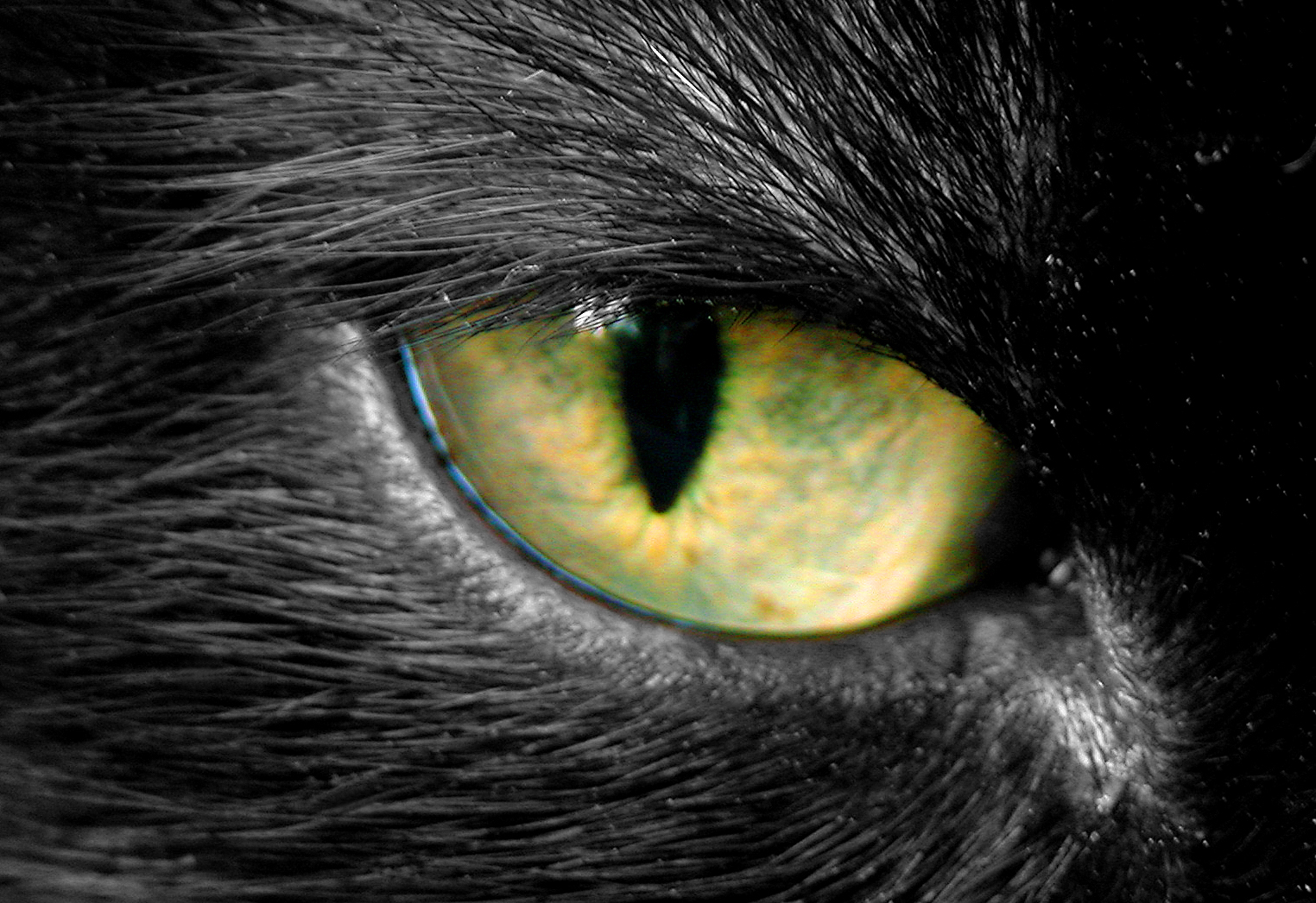 Cateye