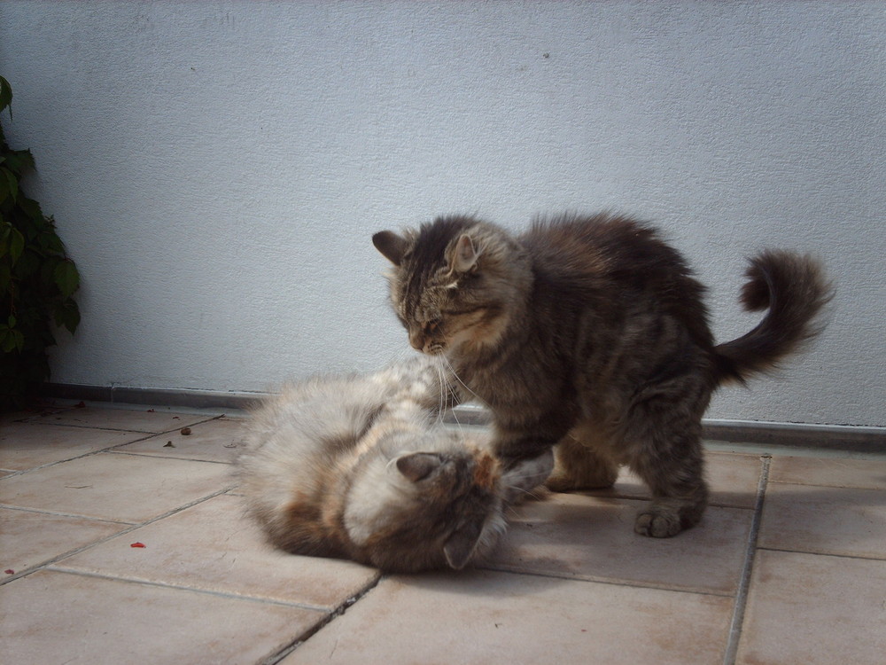 Catfight