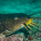 Catfish (Paraplotosus sp.)