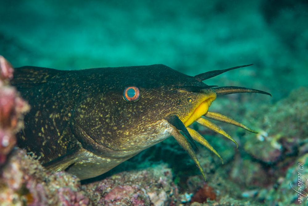 Catfish (Paraplotosus sp.)