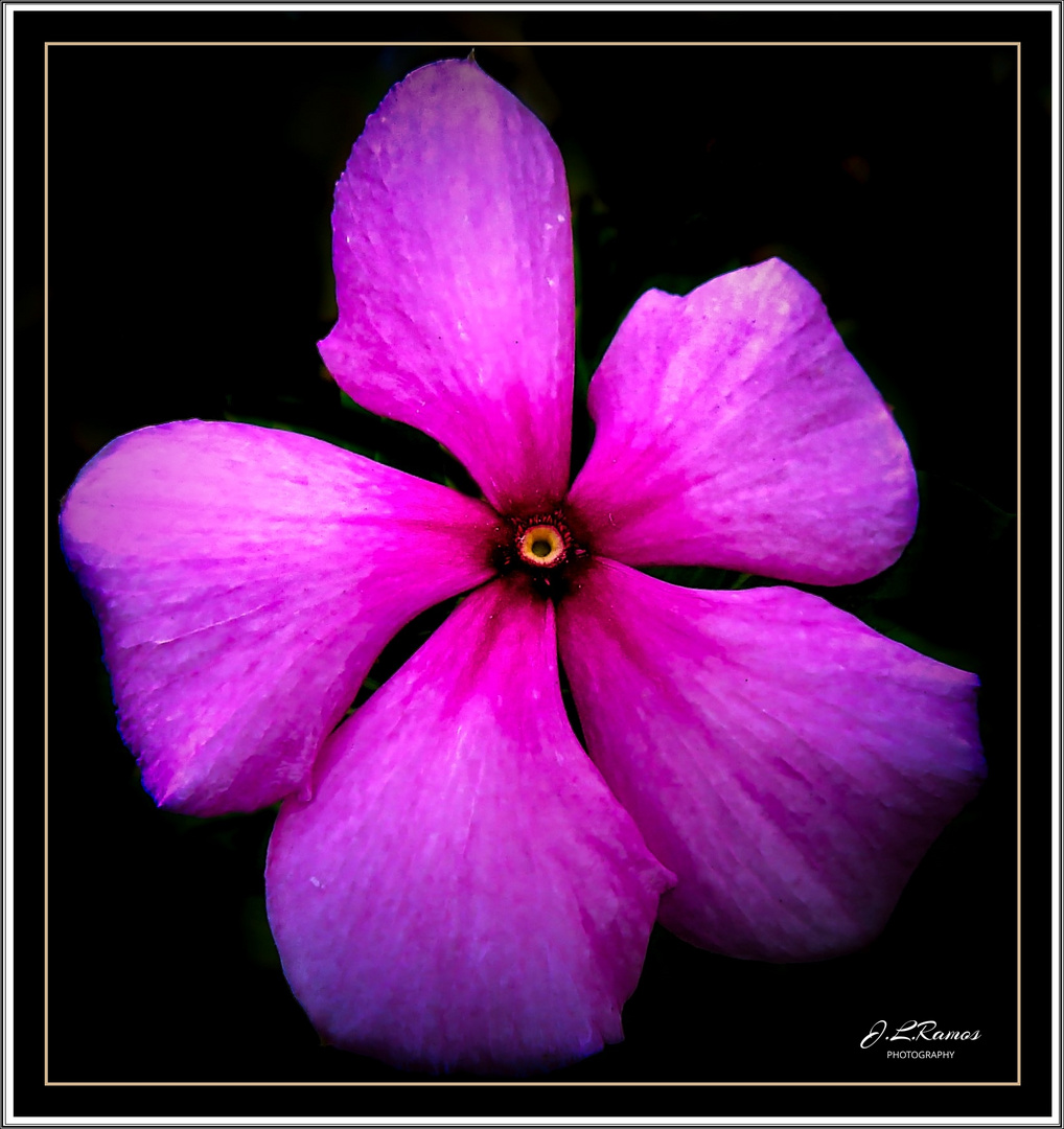 CATHARANTHUS ROSEUS