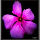 CATHARANTHUS ROSEUS