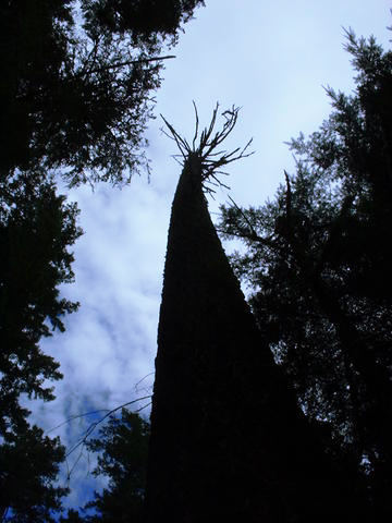 Cathedral Grove