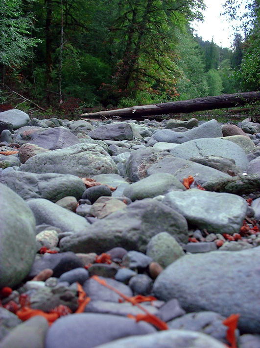 Cathedral Grove 1