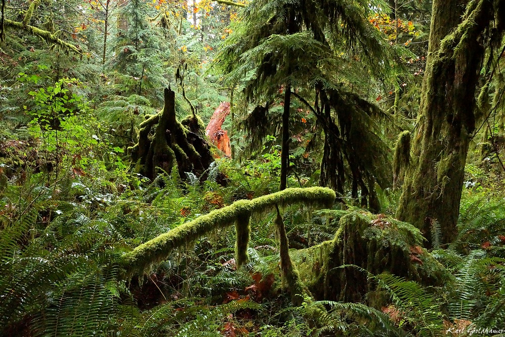 Cathedral Grove 1