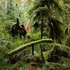 Cathedral Grove 1