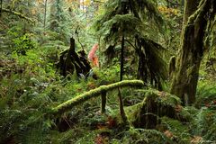 Cathedral Grove 1