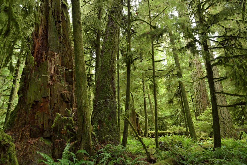 Cathedral Grove