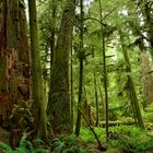 Cathedral Grove