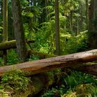 Cathedral Grove II