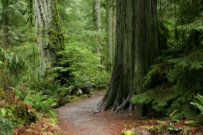 Cathedral Grove Mac Millan Park old Growth Cedar and Fir Trees