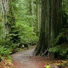 Cathedral Grove Mac Millan Park old Growth Cedar and Fir Trees