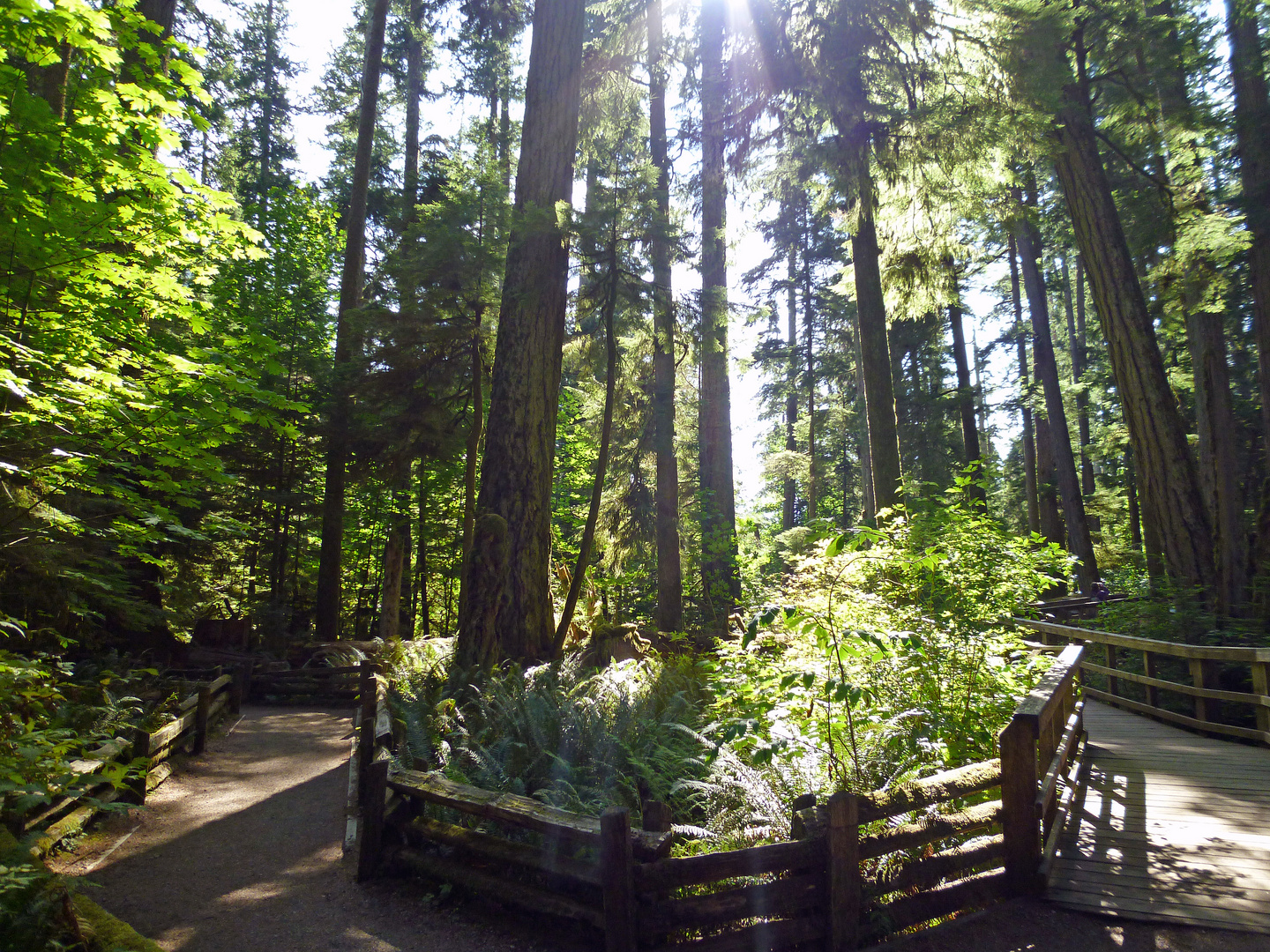 Cathedral Grove Rainforest