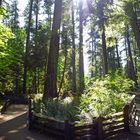 Cathedral Grove Rainforest