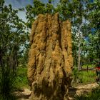 Cathedral Termite Mount