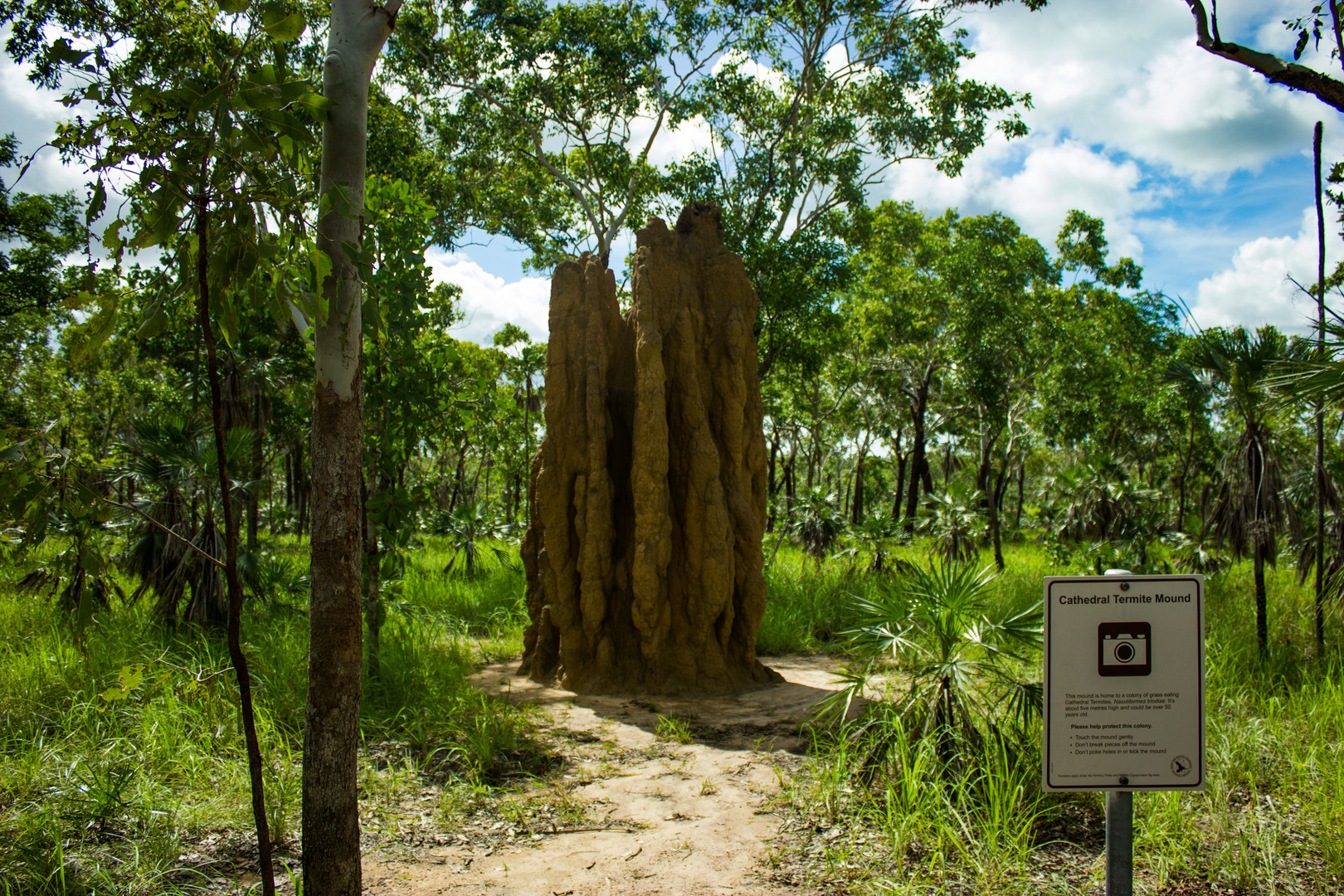 Cathedral Termite Mount