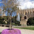 Cathedrale de Palma