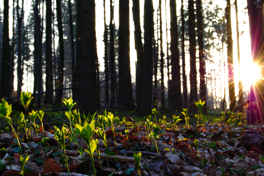 cathing the last rays of sun