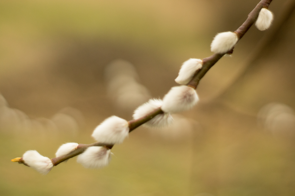 Catkins