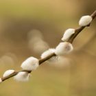 Catkins