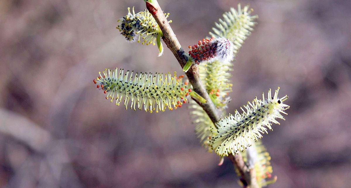 Catkins