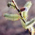 Catkins