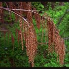 Catkins