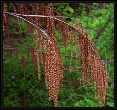 Catkins